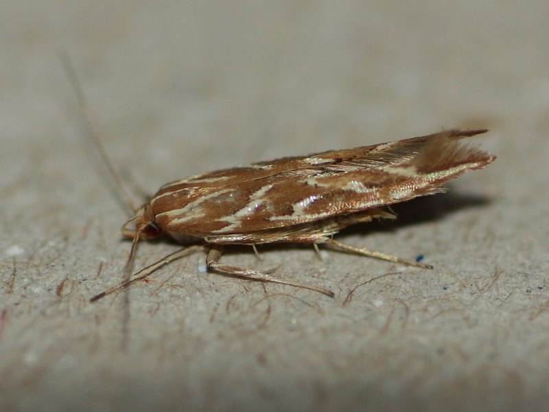 Gracillaridae? No, Cosmopterigidae - Pyroderces argyrogrammos